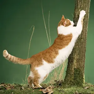Domestic Cat Behavior Prints: Cat - clawing at tree, using as scratching post