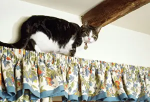 Prints of JD-3570 Cat - climbing up curtains in house John Daniels Please note that prints are for personal display purposes only and may not be reproduced in any way. Images Dated 18th September 2007: Cat climbing JD-3570 Print