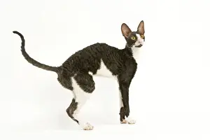 White Background Animal Pictures Prints: Cat - Cornish Rex bicolor