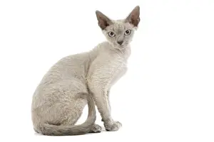White Background Studio Cats Prints: Cat - Devon Rex - blue - in studio