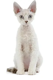 White Background Studio Pets Prints: Cat - Devon Rex - Silver seal tabby - in studio