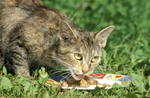 CAT - eating outside on grass CAT - eating outside on grass