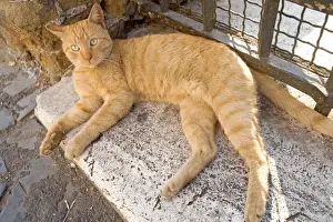 Ginger Cat Breeds Prints: Cat - Ginger cat lying down on stone step
