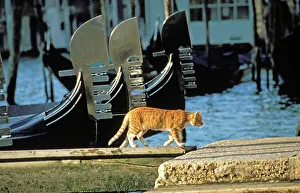 Cat - Ginger cat walking on boardwalk next to gondolas Cat - Ginger cat walking on boardwalk next to gondolas