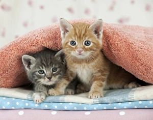 Cat - Ginger and Grey Tabby kittens Cat - Ginger and Grey Tabby kittens