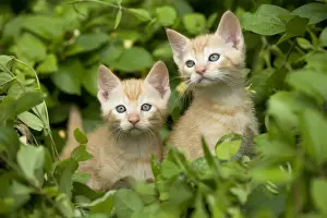 Ginger Kittens Prints: Cat - two ginger kittens