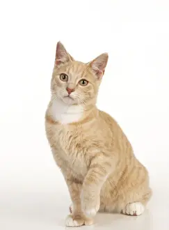 Studio Cat Photo Prints: CAT - Ginger tabby cat