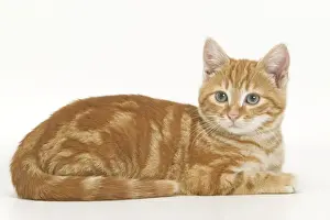 Ginger Tabby Cat Prints: Cat - ginger tabby in studio