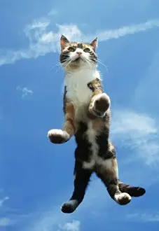 Domestic Cat Images Prints: Cat On Glass