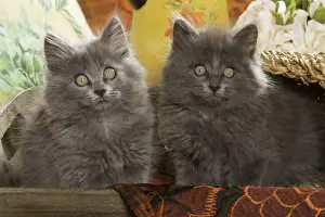 Ardea Wildlife Pets Environment Art Prints: Cat - two Grey Kittens