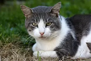 Pet Mammals At Home Prints: Cat - grey & white