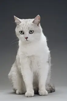 White Cat Prints: Cat - grey / white in studio