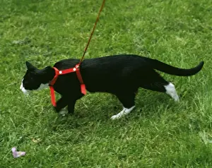 Unique Pet Photography Gifts Prints: Cat - with harness