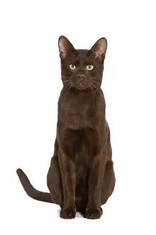 Havana Brown Cat Print