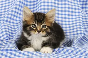 Blue Eyed Kittens Prints: Cat. Kitten