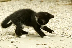 Pet Photography Art Prints: Cat Kitten playing