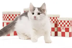White Background Cat Photos Prints: Cat - kitten in studio