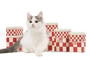 Studio Cat Photography Ideas Prints: Cat - kitten in studio with kitchen containers