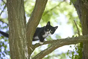 Personal Use Only Artwork Prints: Cat Kitten in tree