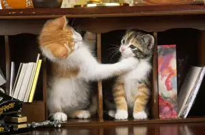 Mammal Domestic Animals Prints: Cat - kittens in bureau