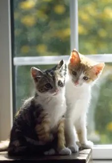 Domestic Cat Babies Prints: Cat - kittens in window