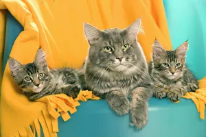 Cat - Maine Coon adult and two kittens Cat - Maine Coon adult and two kittens