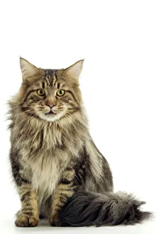 Cat - Maine Coon Cat sitting down Cat - Maine Coon Cat sitting down