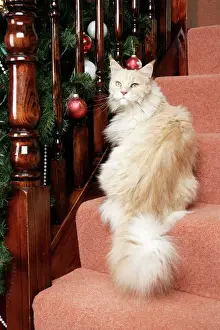 Maine Coon Cat Print on Stairs with Christmas Decorations