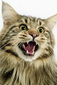 Cat - Maine Coon with mouth open, showing teeth Cat - Maine Coon with mouth open, showing teeth