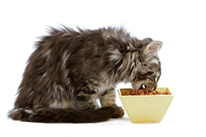 Cat - Norwegian forest kitten eating dried catfood from a bowl Cat - Norwegian forest kitten eating dried catfood from a bowl