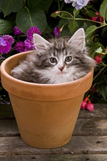 Cat - Norwegian forest kitten in flowerpot with flowers Cat - Norwegian forest kitten in flowerpot with flowers