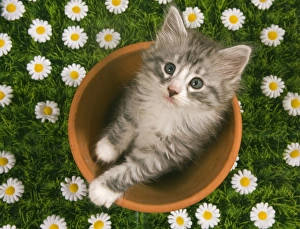 Cat - Norwegian forest kitten in flowerpot with flowers Cat - Norwegian forest kitten in flowerpot with flowers