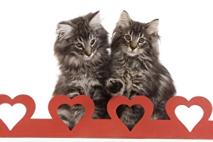 Cat - Norwegian forest kitten sitting behind cut out hearts Cat - Norwegian forest kitten sitting behind cut out hearts