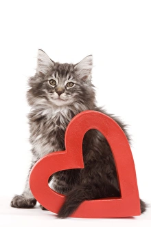 Cat - Norwegian forest kitten sitting with red cut-out heart Cat - Norwegian forest kitten sitting with red cut-out heart