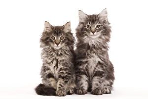 Cat - two Norwegian forest kittens Cat - two Norwegian forest kittens