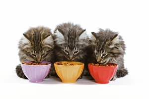 Cat - three Norwegian forest kittens eating dried catfood from coloured bowls Cat - three Norwegian forest kittens eating dried catfood from coloured bowls