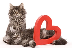 Cat - two Norwegian forest kittens lying next to red cut-out heart Cat - two Norwegian forest kittens lying next to red cut-out heart