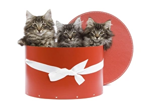 Cat - Norwegian forest kittens sitting inside red hat box Cat - Norwegian forest kittens sitting inside red hat box