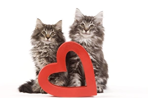 Cat - Norwegian forest kittens sitting beside red cut-out heart Cat - Norwegian forest kittens sitting beside red cut-out heart