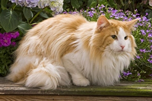 Cat - Norwegian forest lying by flowers Cat - Norwegian forest lying by flowers