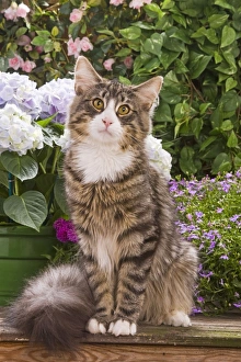 Cat - Norwegian forest sitting by flowers Cat - Norwegian forest sitting by flowers