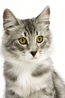 Mammals As Pets Information Prints: Cat - Norwegian Silver Tabby