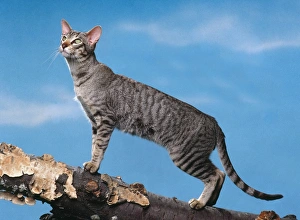 Cat - Oriental mackerel tabby walking on wooden log Cat - Oriental mackerel tabby walking on wooden log