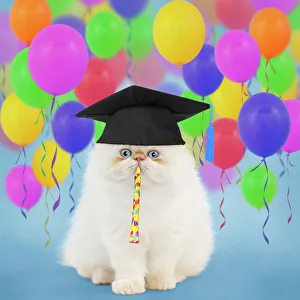Cat - Persian kitten wearing graduation cap surrounded by balloons Date: 30-09-2011 Cat - Persian kitten wearing graduation cap surrounded by balloons Date: 30-09-2011