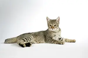 Pixie-Bob Cat Laying Down Print