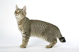 Pixie-Bob Cat Looking Up Print