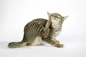 Home Decor With Pets Prints: Cat - Pixie-Bob scratching