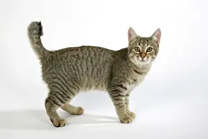 Pixie-Bob Cat Standing Print