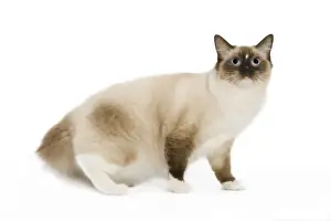 Unique Pet Photography Gifts Prints: Cat - Ragdoll