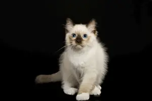Ragdoll Cat Breed Prints: Cat - Ragdoll